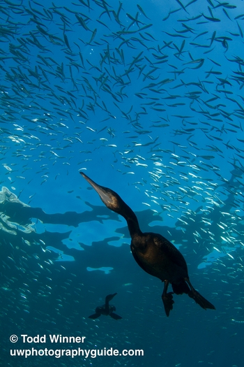 cormorant underwater hunting fish
