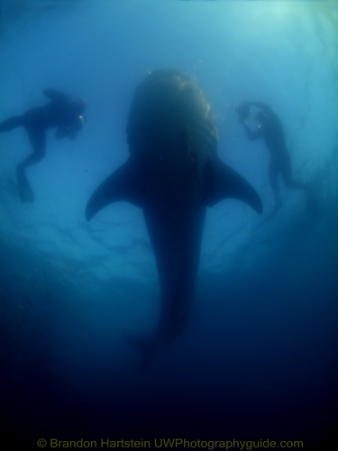 whale shark in la paz underwater photo