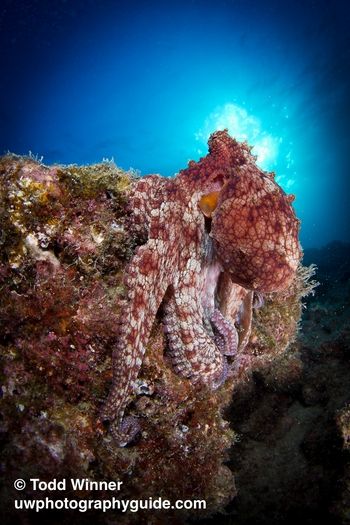 octopus underwater photo
