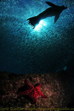 starfish and sea lion in la paz underwater