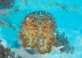 cuttlefish bali