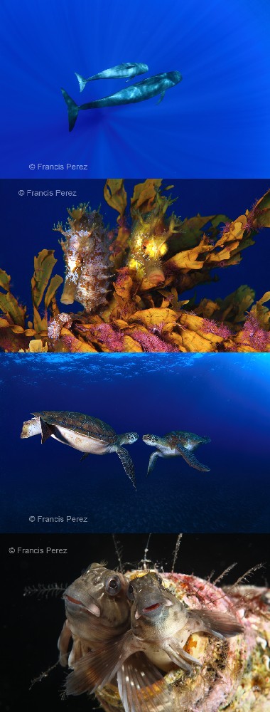 LAUPS 2011 international underwater photo competiton winners