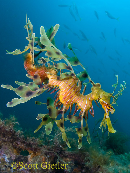 leafy sea dragon