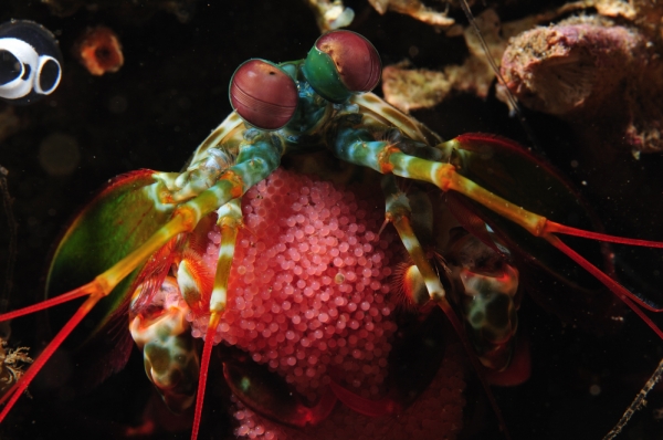 mantis shrimp in lembeh strait