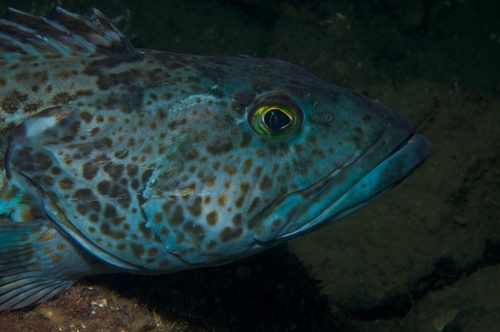 lingcod diving pacific northwest