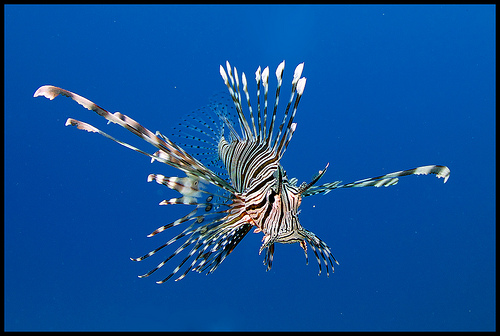 lionfish underwater photo, red sea
