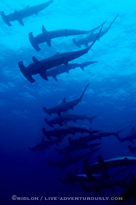 lots of hammerheads - cocos island underwater photography
