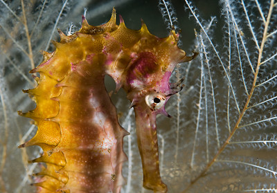seahorse in bali, 60mm macro lens