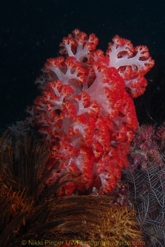 soft coral while diving in sipadan, malaysia