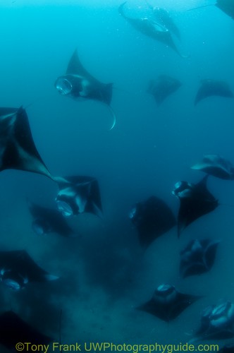 diving with manta rays in the maldives