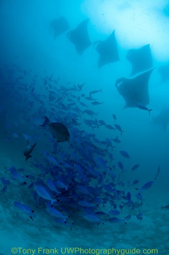 manta rays feeding underwater at Hanifaru bay, maldives