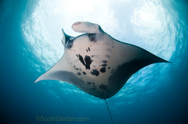 manta ray underwater photo