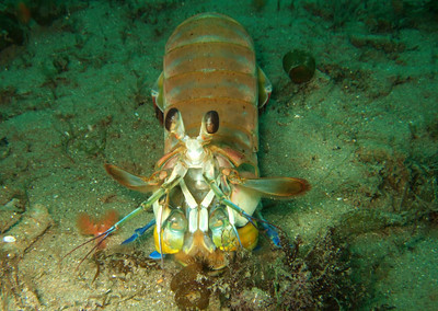 Mantis shrimp underwater photo