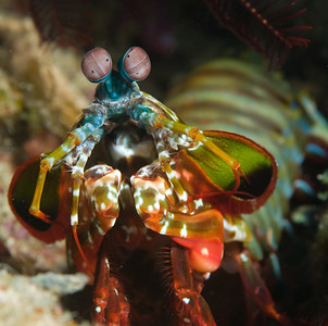 mantis shrimp