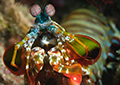 Underwater Macro Composition