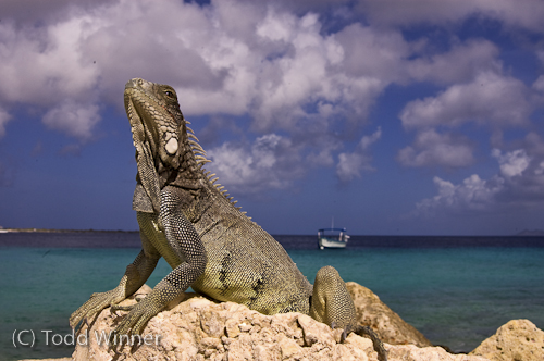 marine iguana in bonaire