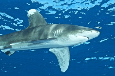 oceanic whitetip shark, red sea, egypt