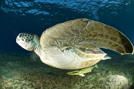 sea turtle underwater in the red sea, egypt