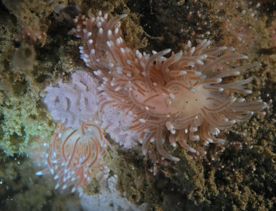 mating cuthona nudibranchs