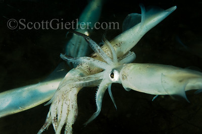 Squid mating underwater, california marine life