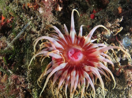 milford sound anemone underwater