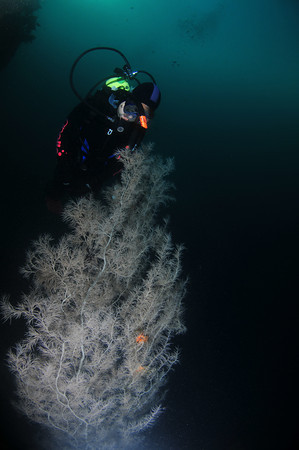 black coral in milford sound