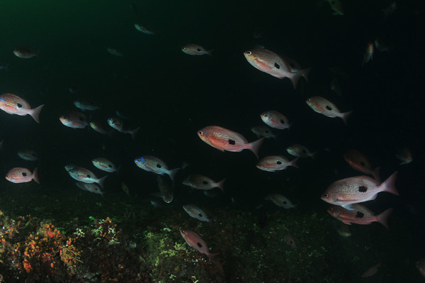 milford sound schooling fish underwater