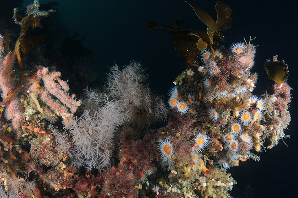 milford sound underwater invertebrates