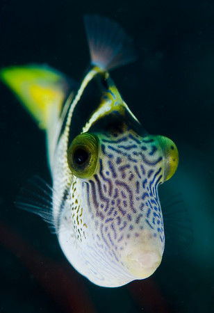 mimic filefish, Paraluteres prionurus mimicing a toby