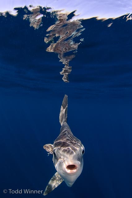 underwater photography of a mola mola with reflection