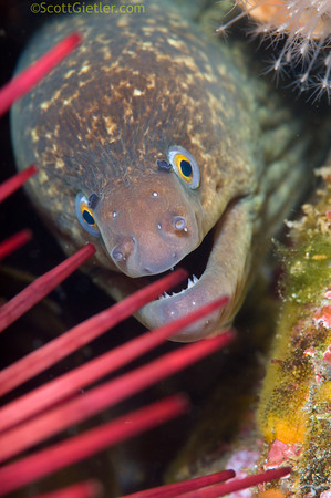 moray eel with sea urchin