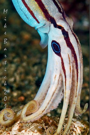 mototi octopus
