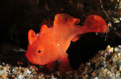 Tiny frogfish from Anilao, found muck diving