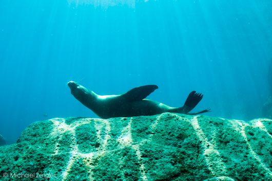 Bluewater Underwater Photo Monthly Contest