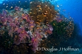 naui liveaboard underwater photography in fiji