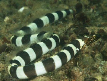 napolean snake eel