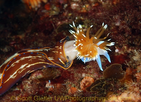 underwater photography of navanax eating a nudibranch
