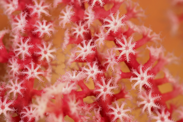 coral polyps underwater photo