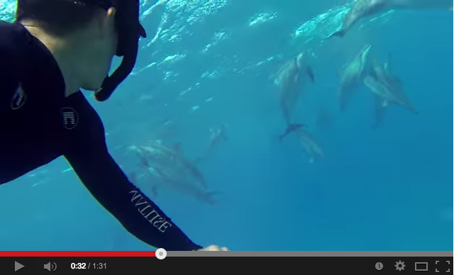 swimming with dolphins in hawaii