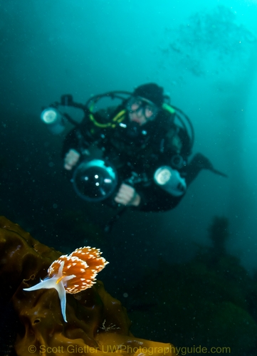 wide-angle macro with the tokina 10-17mm fisheye underwater