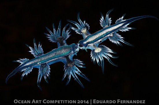 ocean art nudibranchs underwater photo winner