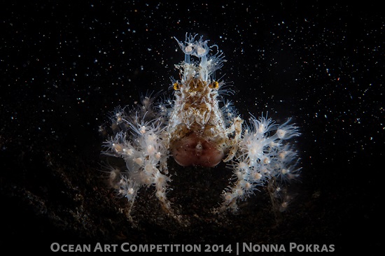 Ocean art underwater photography competititon winner - Portrait category