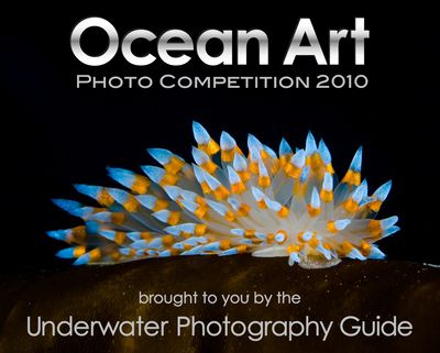 ocean art underwater photo competition