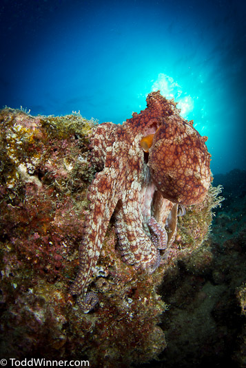 octopus suburst rock