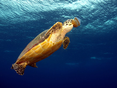 sea turtle, olympus 14-42mm lens