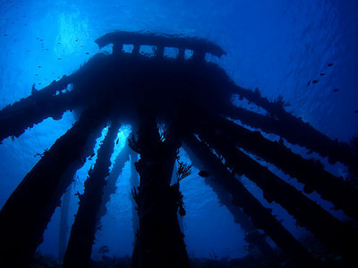 underwater photo taken with olympus 8mm fisheye lens