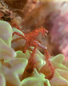 orangutang crab