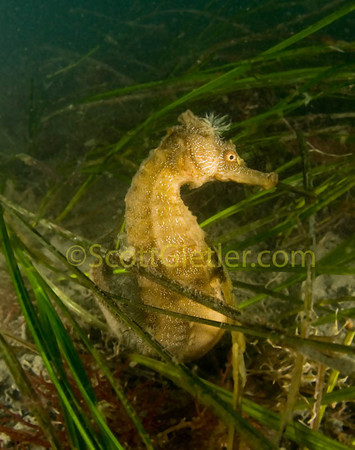 Pacific seahorse, Hippocampus ingens