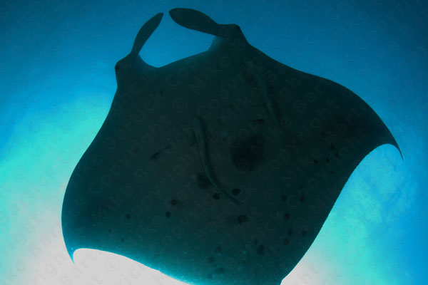 manta ray seen underwater while diving palau