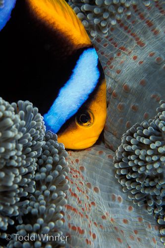 palau underwater photography
